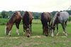 Die 4 Jungs bei Gaby - Abdenour, Aslal, Assif und Aminoukal